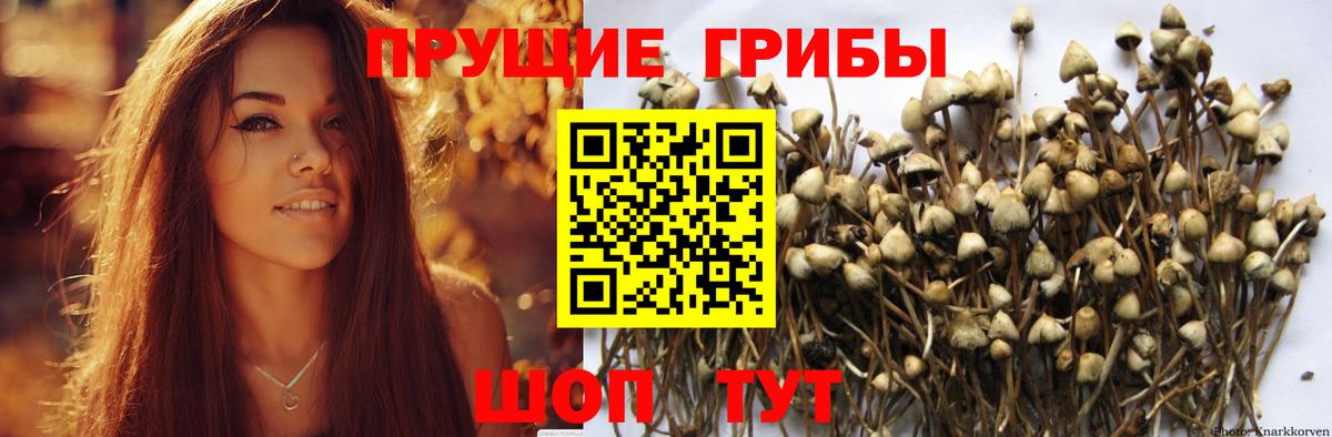 Галлюциногенные грибы Cubensis  Вход с VPN  Псилоцибиновые грибы мухоморы  Гурьевск 